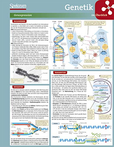 Lerntafel: Genetik im Überblick (Lerntafeln Biologie)
