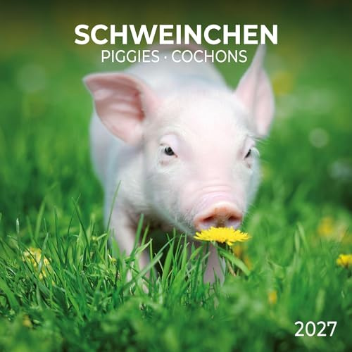 Schweinchen / Piggies 2027: Kalender 2027 (Artwork Edition)