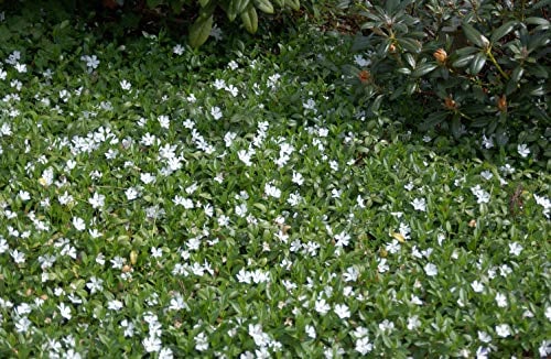 Vinca minor 'Alba' 50 Stück – Winterhart, Immergrün, Pflegeleicht – Kleines Singrün – Bodendecker für Garten & Unterpflanzung