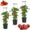 botle 3 macetas para tomates, juego de 3 macetas de 12 L, cultivador de tomates, maceta, maceta, verduras, tomates