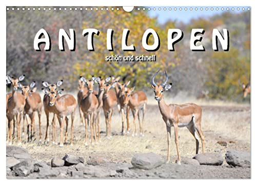 Antilopen, schön und schnell (Wandkalender 2026 DIN A3 quer), CALVENDO Monatskalender: Von den zierlichen Thomson Gazellen bis zu den starken ... afrikanische Antilopenwelt (CALVENDO Tiere)