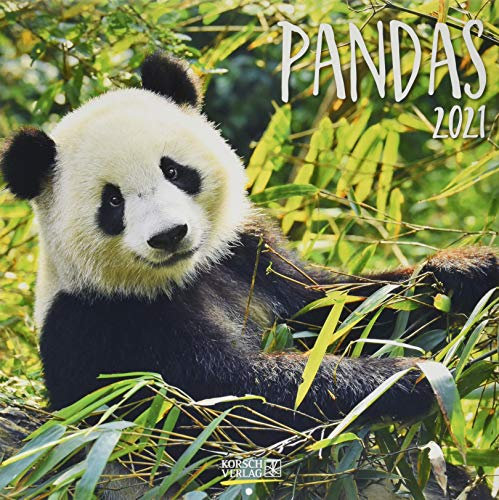 Pandas 2021: Broschürenkalender mit Ferienterminen. Panda-Kalender. Format: 30 x 30 cm