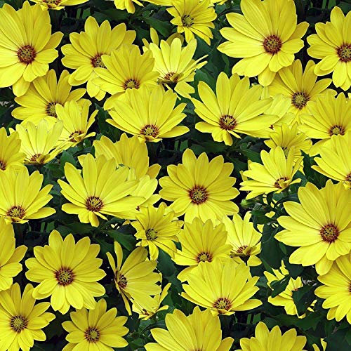 Petsdelite® - Semi di margherita africana, colore giallo, perfetti per giardino o contenitore, 100 semi