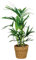 Bloomique - Howea Forsteriana - Palmier Kentia - Plante d’intérieur - Dépolluante - Sans danger pour les animaux - Hauteur 80-100 cm - Panier en rotin 19 cm