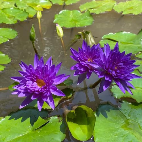 50 piezas semillas de loto resistentes, plantas de nenúfar, plantas flotantes de acuario, bonsái nenúfares para estanque - Nymphaea - plantas de acuario, plantas decorativas balcón