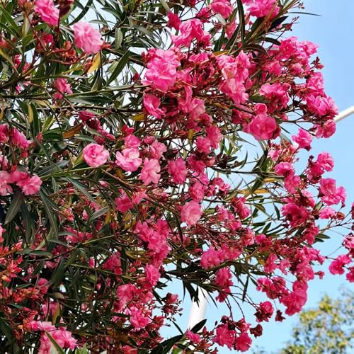 semi di oleandro semi di alberi da giardino pianta in vaso alberi fiori oleandro piante da balcone piante fiori bonsai d'appartamento estivi - rare - giardino esotiche resistenti 50pcs