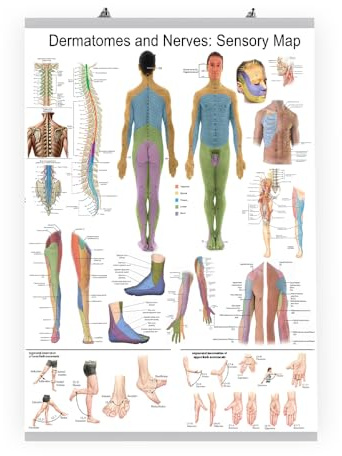 dmposter.shop Dermatome und Nerven sensorische Karte Anatomie Poster mit kostenlosen Aufhängern, pädagogische medizinische Tabelle, menschlicher Körper Nervensystem Referenzanleitung (70 x 50 cm)