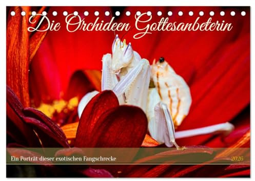 Die Orchideen Gottesanbeterin (Tischkalender 2026 DIN A5 quer), CALVENDO Monatskalender: Die faszinierende Welt der Orchideen Gottesanbeterin (CALVENDO Tiere)