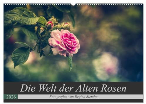 Die Welt der Alten Rosen (Wandkalender 2026 DIN A2 quer), CALVENDO Monatskalender: Malerische Fotografien von alten Rosensorten. (CALVENDO Natur)