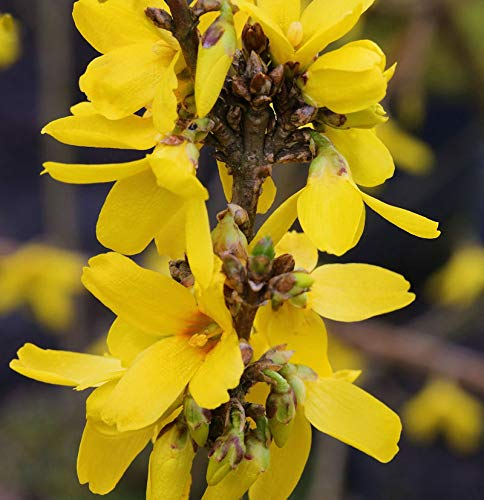 Hochstamm Forsythie Week End® 80-100cm - Forsythia intermedia