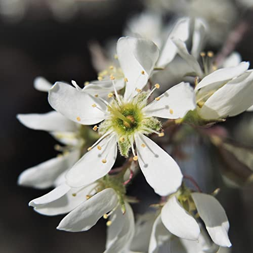 Amelanchier lamarckii von Intragarten Kupfer Felsenbirne im Topf