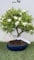 Bonsai Piracanta vaso 20 - Pianta Sempreverde Foto Reali