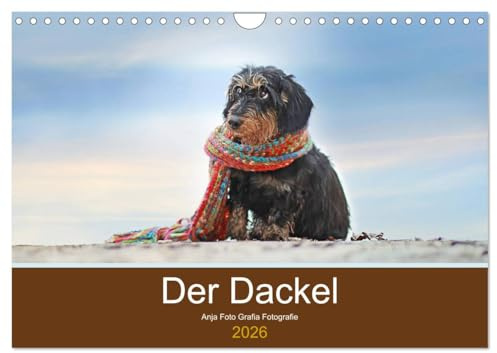 Der Dackel (Wandkalender 2026 DIN A4 quer), CALVENDO Monatskalender: Der Dackel - kleiner Hund, großes Herz, riesengroße Ausstrahlung und ein Blick, den nur der Dackel kann. (CALVENDO Tiere)