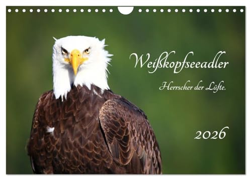 Weißkopfseeadler. Herrscher der Lüfte. 2026 (Wandkalender 2026 DIN A4 quer), CALVENDO Monatskalender: Zeichen von Freiheit und Vertrauen: Der Weißkopfseeadler. (CALVENDO Tiere)