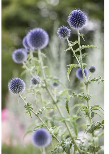 Echinops ritro - Kugeldistel - 9cm Topf