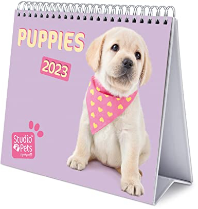 Grupo Erik Tischkalender 2023 - Studio Pets Dogs Kalender - Hunde Quer Format - zum Aufstellen - FSC zertifiziert - Offizielle Lizenz