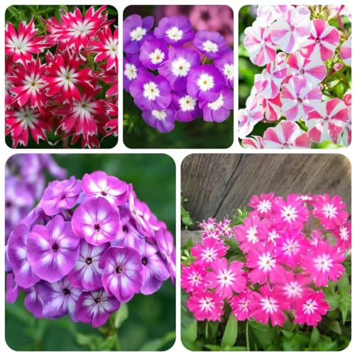 300 pcs phlox stauden bodendecker winterhart mehrjährig samen - deko büro mittagsblume winterhart,Phlox drummondii, wildblumensamen wildblumen bonsai samen gartenpflanzen bienenwiese