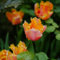 20 Pcs Tulpenzwiebeln Kaufen - Tulipa Gesneriana - Tulpen Zwiebeln, Nachhaltige Geschenke, Pflanzen Deko Tulpenzwiebel, Blumenzwiebeln Tulpen, Blumen Winterhart, Bienenfreund Blumenzwiebeln