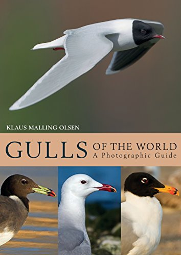 Gulls of the World: A Photographic Guide (Helm Photographic Guides)