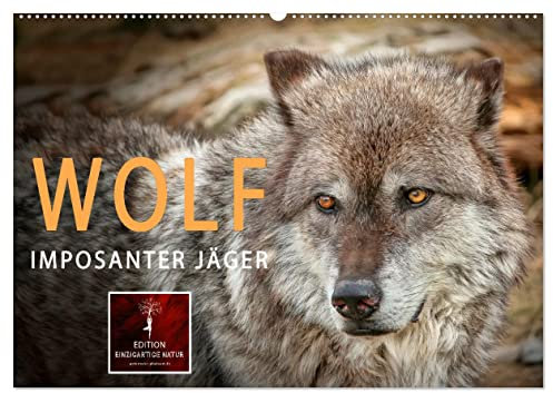 Wolf - Imposanter Jäger (Wandkalender 2025 DIN A2 quer), CALVENDO Monatskalender: Es hat 150 Jahre gedauert, aber jetzt sind sie wieder da - Wölfe. (CALVENDO Tiere)