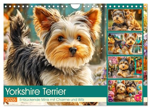 Yorkshire Terrier. Entzückende Minis mit Charme und Witz (Wandkalender 2026 DIN A4 quer), CALVENDO Monatskalender: Süße Yorkshire Terrier in ... und abenteuerlichen Momenten (CALVENDO Tiere)