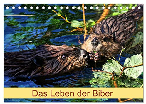 Das Leben der Biber (Tischkalender 2026 DIN A5 quer), CALVENDO Monatskalender: Größte Nagetier in Europa (CALVENDO Tiere)