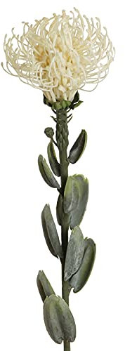 Floratexx Kunstblume Protea. 61 cm. Zuckerbusch, Kaprose, Federbusch. Weiß, Creme
