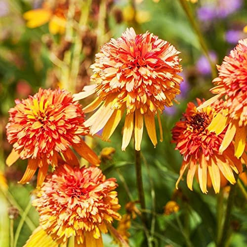 Sonnenhut Samen 50 Orange Blumensamen Als Gastgeschenk Bodendecker Winterhart MehrjäHrig Bonsai Samen Balkonpflanzen FrüHlingsblumen Zimmerpflanzen Samen