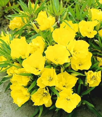 BALDUR Garten 6x Nachtkerze, Pflanzen im 9x9 cm-Topf | Oenothera macrocarpa, Blütenstaude, winterharte Staude, trockenresistent & mehrjährig und blühend