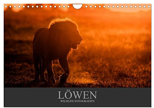Löwen Wildlife-Fotografien (Wandkalender 2026 DIN A4 quer), CALVENDO Monatskalender: Porträts der majestätischen Raubkatze (CALVENDO Tiere)