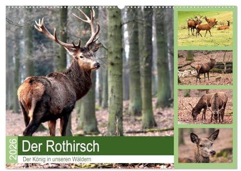 Der Rothirsch - Der König in unseren Wäldern (Wandkalender 2026 DIN A2 quer), CALVENDO Monatskalender: Der Rothirsch ist wohl das imposanteste Tier in unsern Wäldern (CALVENDO Tiere)