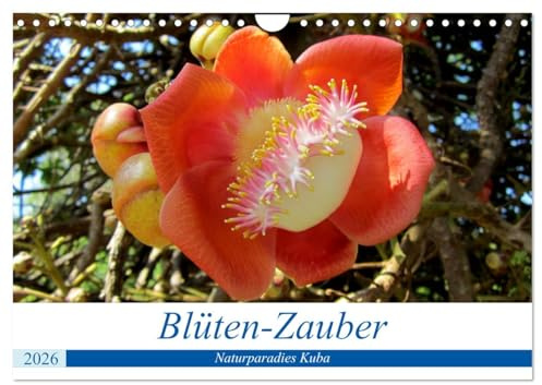 Blüten-Zauber - Naturparadies Kuba (Wandkalender 2026 DIN A4 quer), CALVENDO Monatskalender: Blühende Bäume und exotische Blumen auf Kuba (CALVENDO Natur)