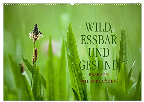 WILD, ESSBAR UND GESUND Essbare Wildpflanzen (Wandkalender 2026 DIN A2 quer), CALVENDO Monatskalender: Essbare Wildpflanzen: faszinierend, gesundheitsfördernd und artenreich. (CALVENDO Lifestyle)