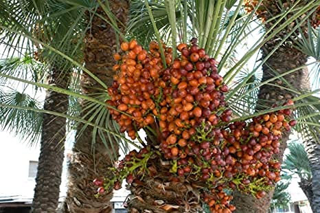 Aamish 20 semillas de palmera datilera.