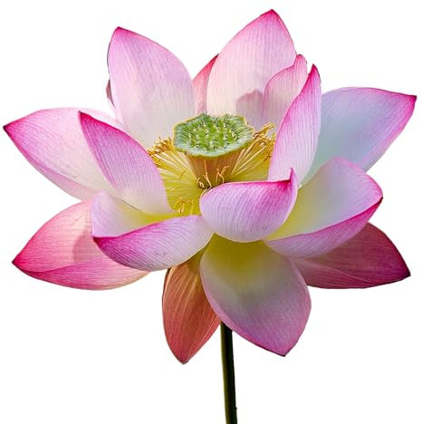 6 Sacred Lotus Seeds (Nelumbo nucifera) - SemiSauvage Permaculture