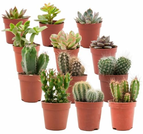 Kakteen und Sukkulenten Mix 12 Pflanzen Ø5,5cm Höhe 5-10cm echte Mini Kakteen und Sukkulenten pflegeleichte Zimmerpflanzen Set im Topf Deko Geschenkidee für Zuhause Büro
