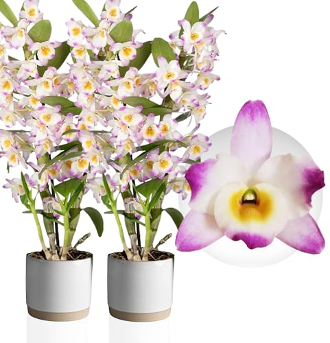 Bambus Dendrobium Nobile Orchideen Pink Passion, 2 Echte große Zimmerpflanzen aus Holland, 30-40 cm hoch, mit Blüten und duftend (keine künstliche Orchidee, ohne Dünger und Topf, kein Samen)
