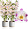 Bambus Dendrobium Nobile Orchideen Pink Passion, 2 Echte große Zimmerpflanzen aus Holland, 30-40 cm hoch, mit Blüten und duftend (keine künstliche Orchidee, ohne Dünger und Topf, kein Samen)