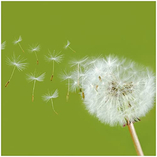 Wallario Glasbild Pusteblume auf der Wiese mit fliegenden Samen - 30 x 30 cm Wandbilder Glas in Premium-Qualität: Brillante Farben, freischwebende Optik