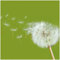 Wallario Glasbild Pusteblume auf der Wiese mit fliegenden Samen - 30 x 30 cm Wandbilder Glas in Premium-Qualität: Brillante Farben, freischwebende Optik