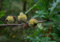 Zerreiche Quercus cerris Pflanze 35-40cm Zerr-Eiche Zirneiche Eiche Rarität