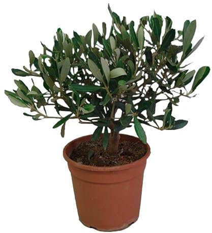 Ulivo in Vaso Ø15 cm – Prodotto in Sicilia dal Vivaio uJardinu – Pianta di Ulivo da Esterno – Ornamentale e Resistente