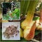 Potseed Keimfutter: Alpinia Galgant 100 Heirloomsamen Galanga Thai-Ingwer Falsch Galgant Kräuter