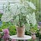 100 Stück alocasia zebrina samen - Seltene Pflanzen serie - dachbegrünung samen stauden winterhart mehrjährig pflanzensamen zimmerpflanzen geschenk für pflanzenliebhaber garten