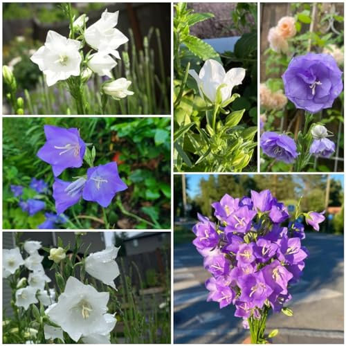 500 pz semi di campanula dalle foglie di pesca, giardino dei regali, semi di piante esotiche (campanula persicifolia) semi di fiori, piante semi di prato d' perenni resistenti,