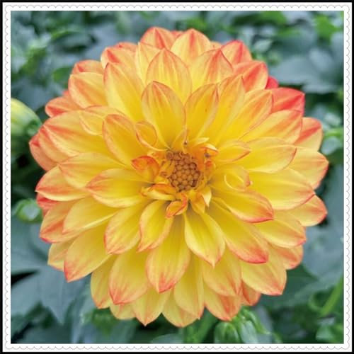 Dahlienknollen mit großen, mehrfarbigen Blüten, die sehr dekorativ sind,dahlien knollen winterhart-2zwiebeln-D