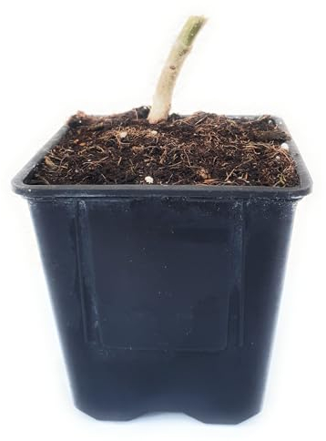 Paulownia Tomentosa, Kiribaum, Blauglockenbaum, schnellwachsend, winterhart, schattenspendend