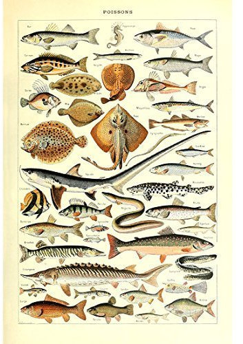 Meishe Art Poster Jahrgang Plakate Drucken Plakatdruck Fische Rassen Arten Meerestiere Identifizierung Bezug Abbildung Illustrationen Sammlung Biologie Wissenschaft Mauer Dekoration Kunst Wand Dekor