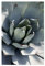 artboxONE Poster 30x20 cm Natur Agave Pastell Grün hochwertiger Design Kunstdruck - Bild Agave Blatt blau