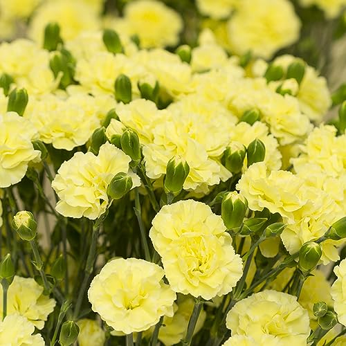 250 pcs nelken pflanzen samen, bloom bienenfreundliche blumensamen Dianthus,bartnelken pflanzen winterhart wildblumensamen mehrjährig winterhart gartenblumen gewächshaus balkon winterharte